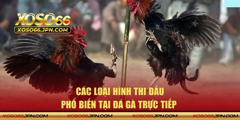 Các hình thức chọi kê phổ biến tại XOSO66