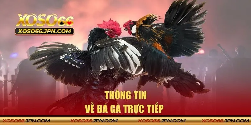 Đá gà trực tiếp là gì?