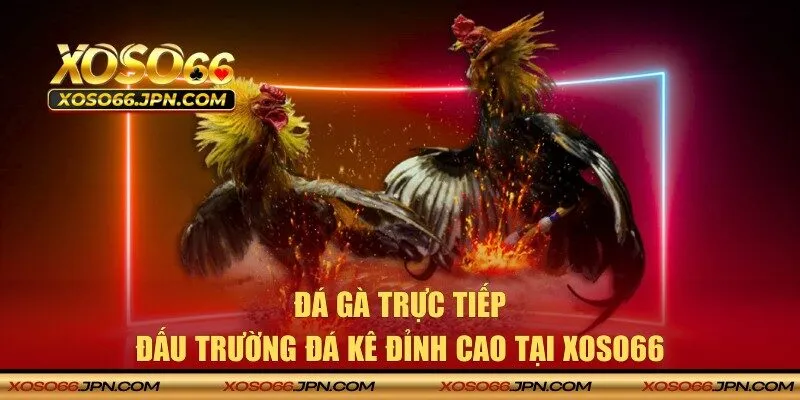 Đá gà trực tiếp