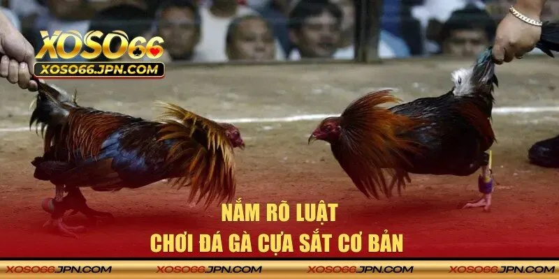 Luật chơi cơ bản cho người mới gia nhập