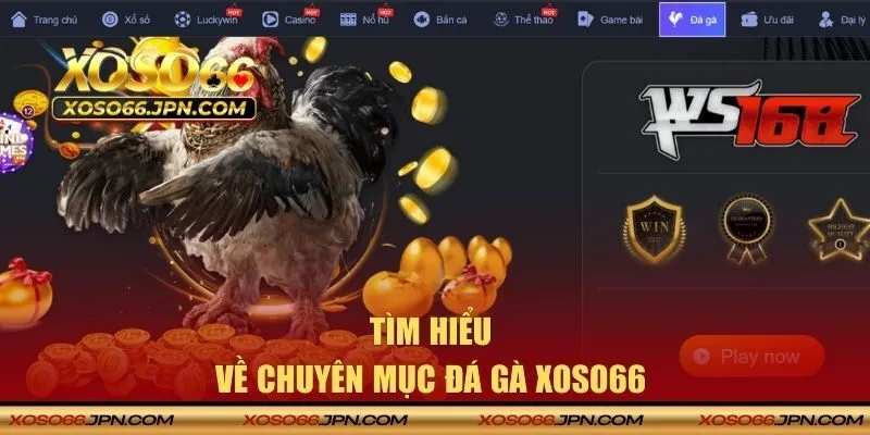 Tìm hiểu về chuyên mục đá gà XOSO66